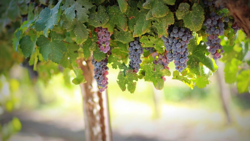 Vineyards