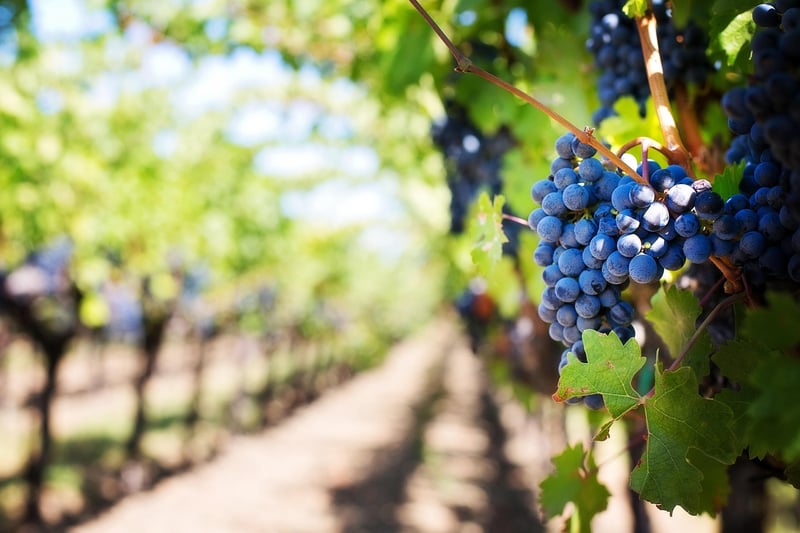 Vineyard Z