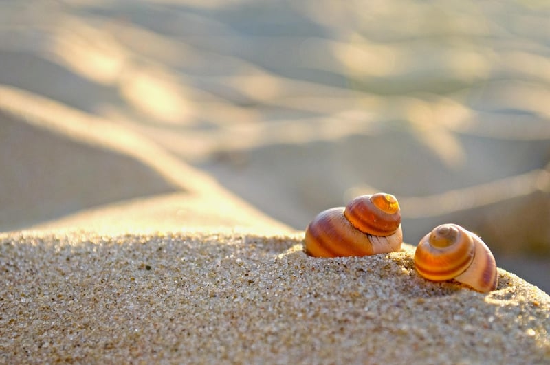 Seaside Romance
