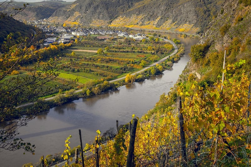 Vineyard Y